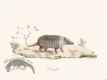 Cuvier 211 Armadillo